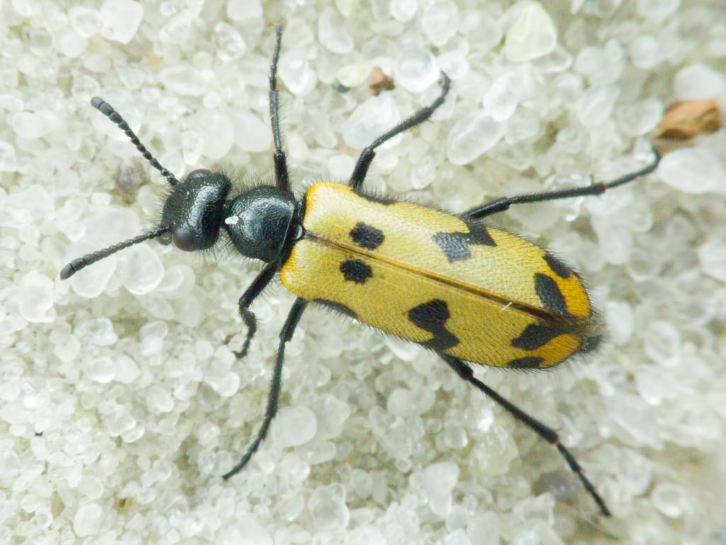 Meloidae Gyllenhal, 1810